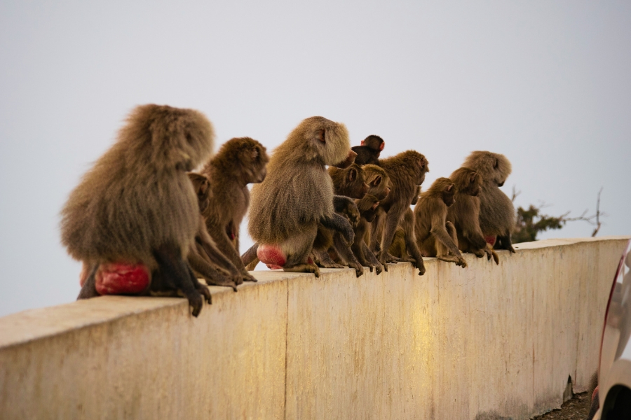 Best Places to See Wild Baboons in Saudi Arabia