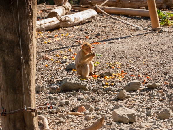 Best Places to See Wild Baboons in Saudi Arabia